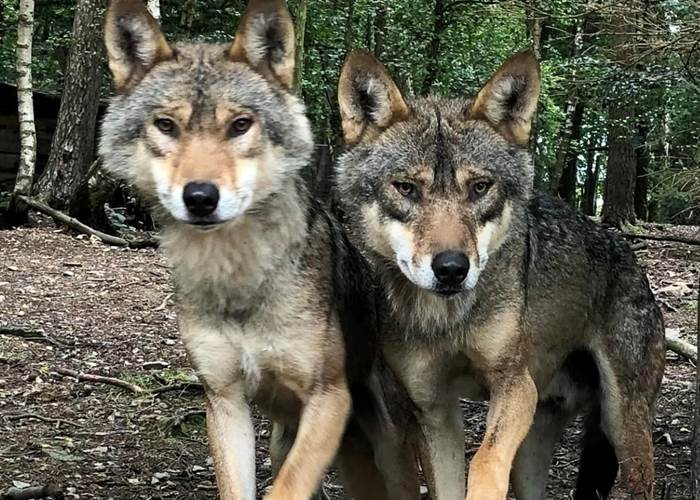 loup 4