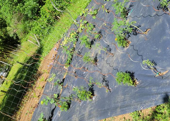 Mon petit bout de jardin potager