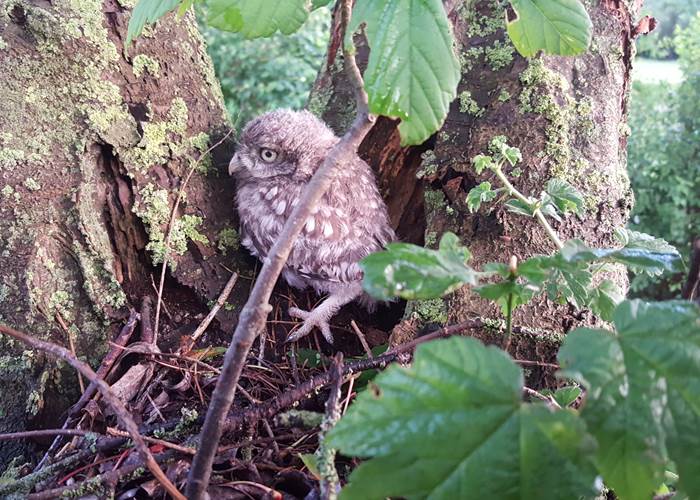 Chouette chevêche elle niche aux mout'ânes