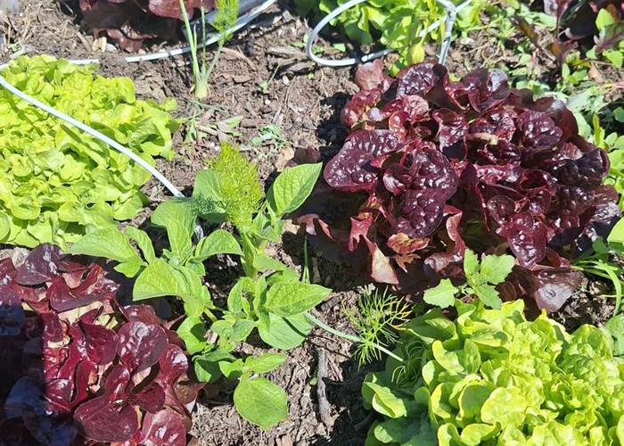 Verger et potager bio