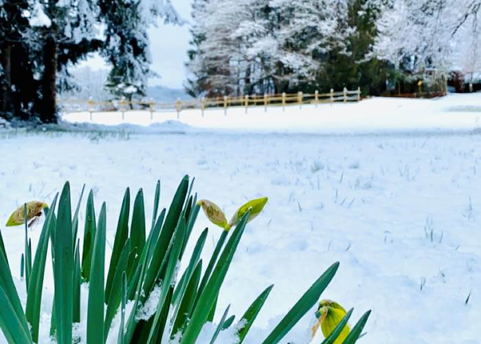 chambresdhote-printempssouslaneige-hiverquidure-correze-puydedome-cantal