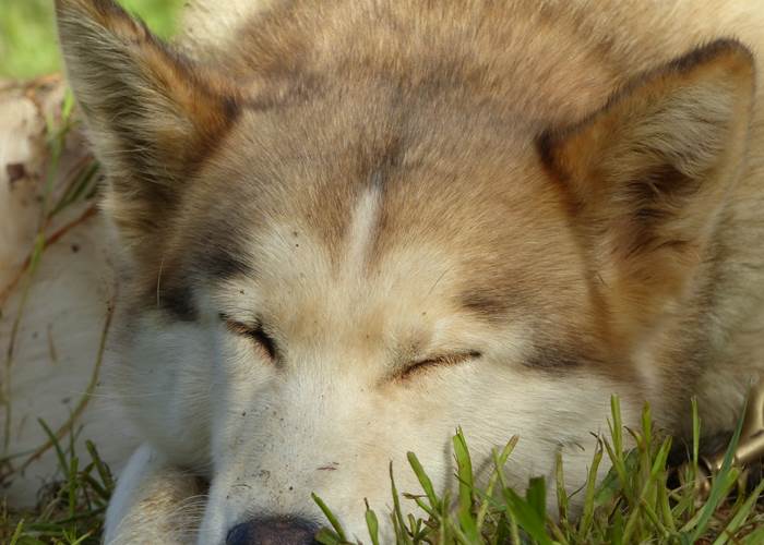 Jerk - Husky de Sibérie