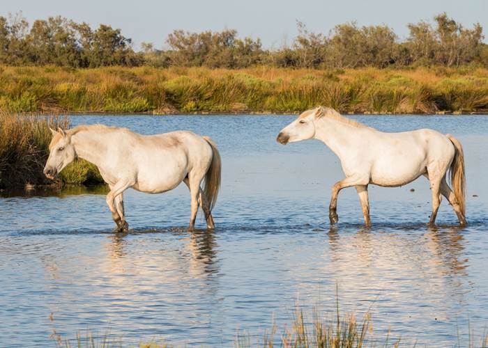 Chevaux camarguais