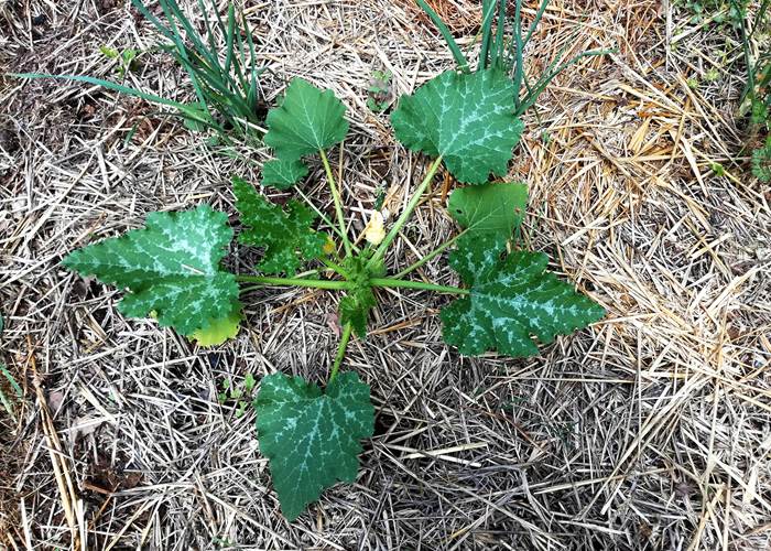 Plantsde courgettes sur paillage