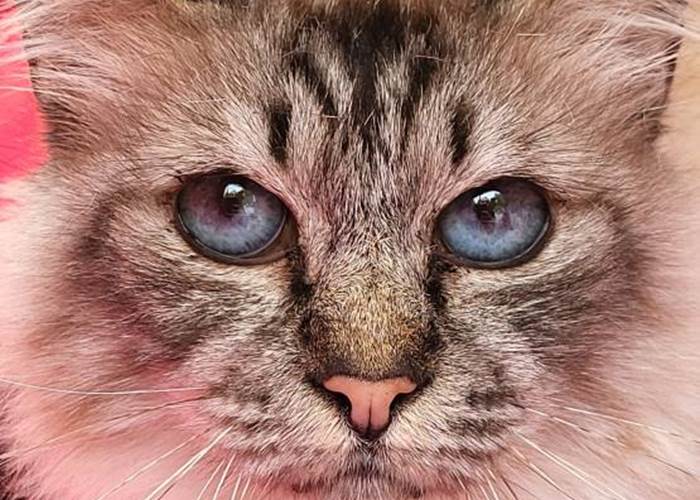 Houna, femelle Sacré de Birmanie