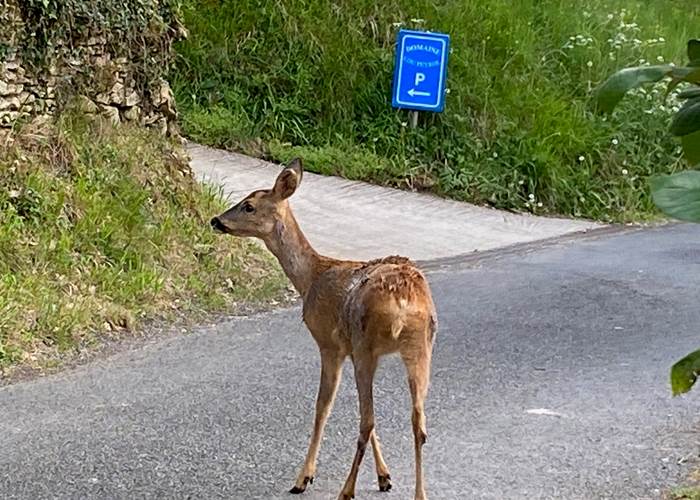Chevreuil à l'entrée du Domaine