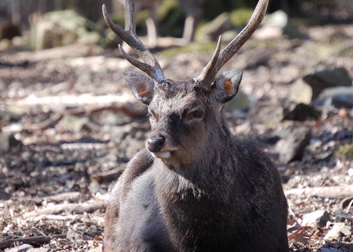 cerf sika