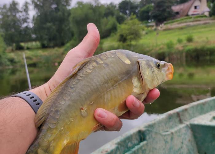 jolie carpe les bois de saint Auvent-page