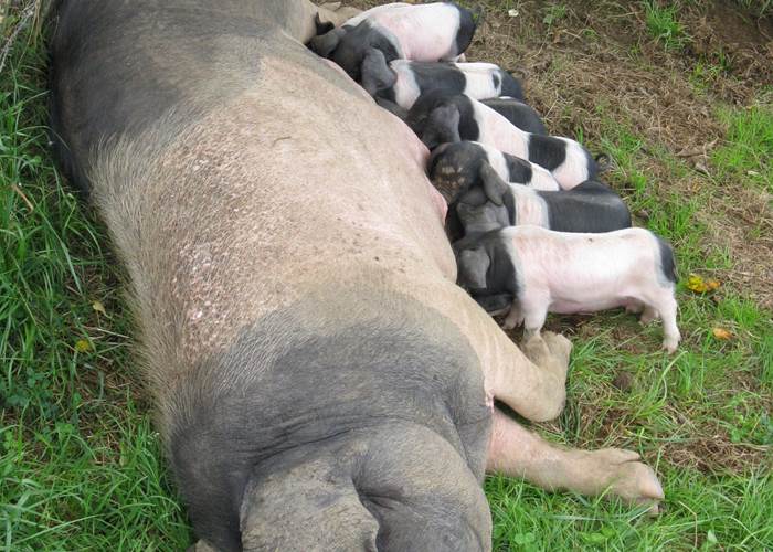 Animaux_cochons basques