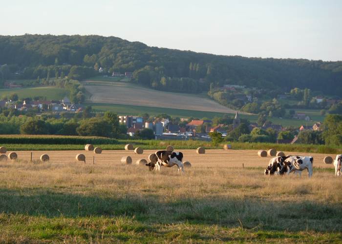 Mont de l'Enclus