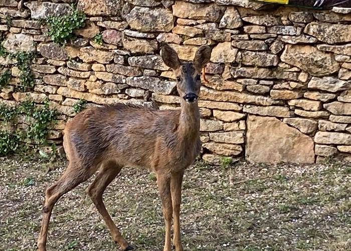 Chevreuil dans le jardin zen de la villa