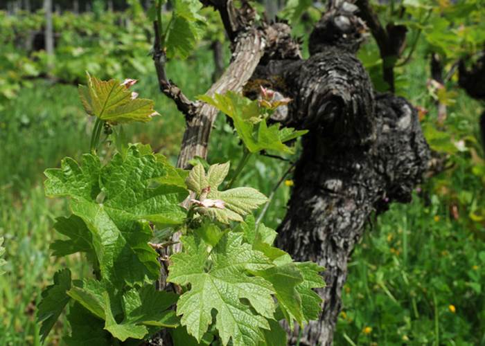 Vignoble, Bio, Biodynamie, Nature, Vins, Domaine, Visite, Dégustation