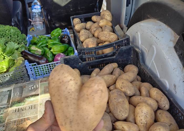 Ce jour, une belle récolte au potager  😍