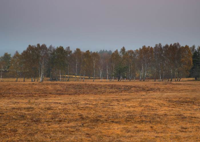 Tourbière de Longeyroux, Plateau de Millevaches