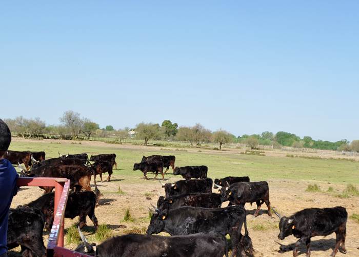 Au milieu des taureaux