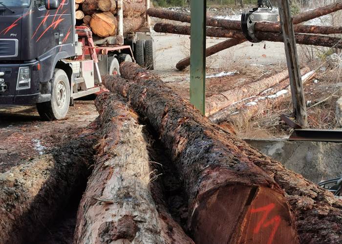 Livraison de mélèzes et d'épicéas de la vallée