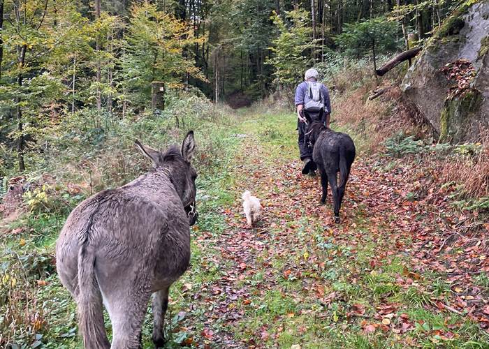 Les ânes Anatole et Vénus
