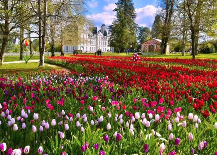 Les tulipes de Cheverny
