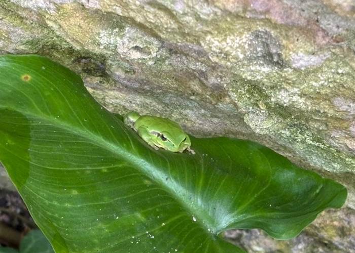 Les habitantes du jardin