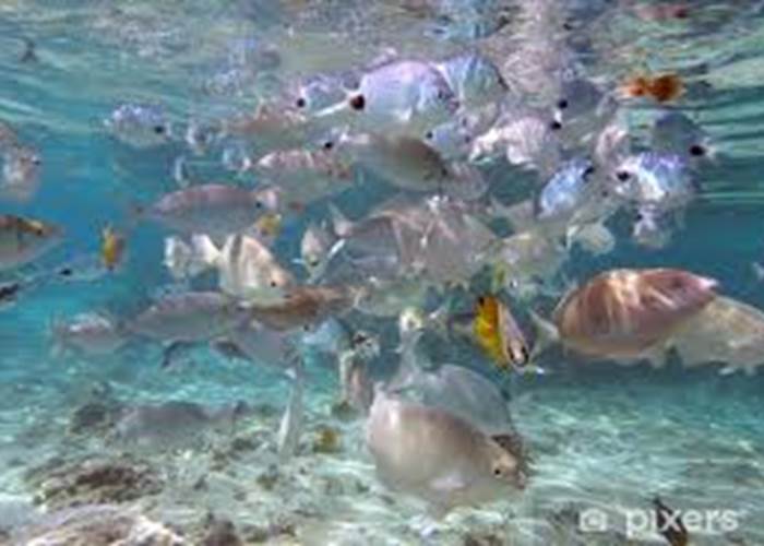Poissons dans le lagon