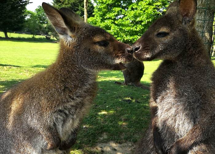 Le jardin des kangourous
