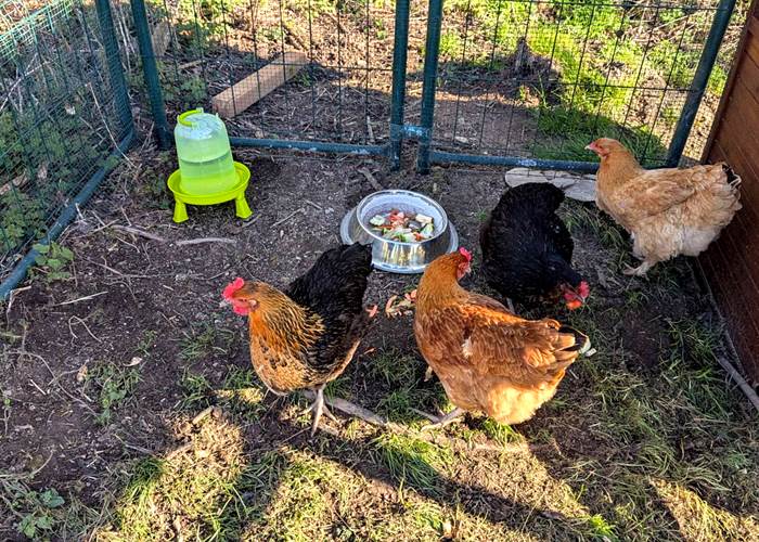 poules-maison-hotes-saisonnee-centres-aveyron