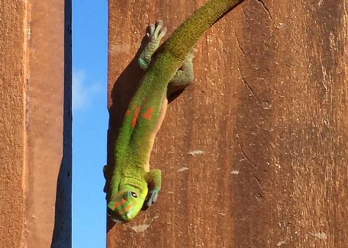 L'Orée du Maïdo - petit gecko vert "je lézarde !"