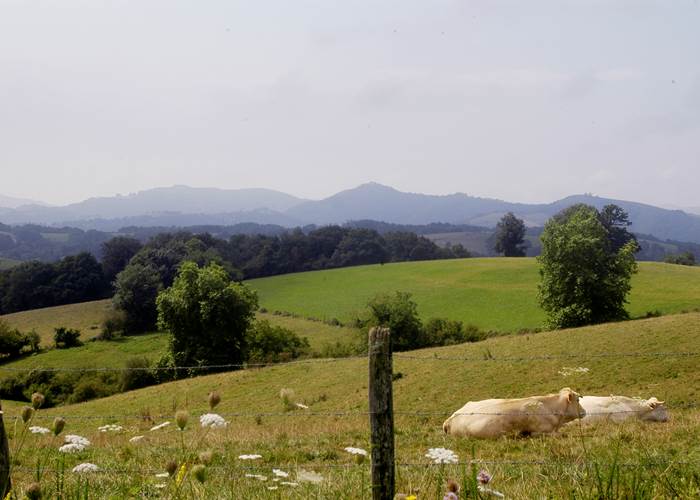 paysage+vache