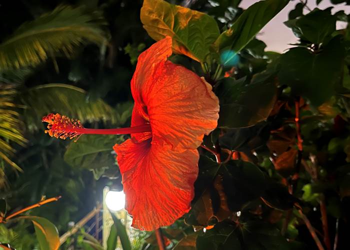fleur d'hibiscus