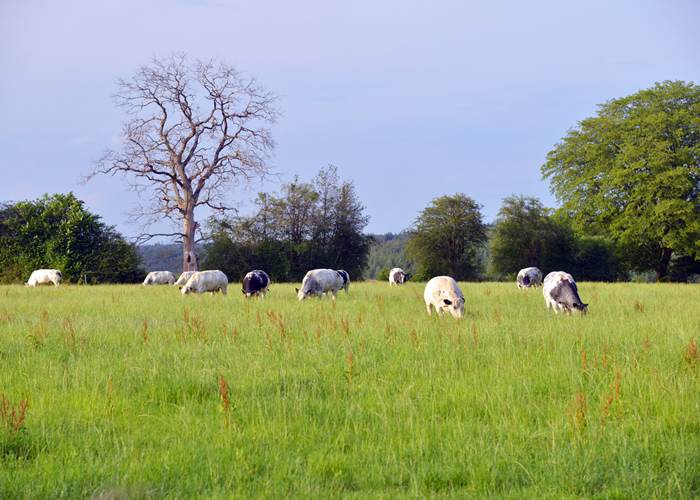 Insolites Chimay vue sur campagne