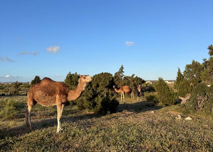 nature walks essaouira-page