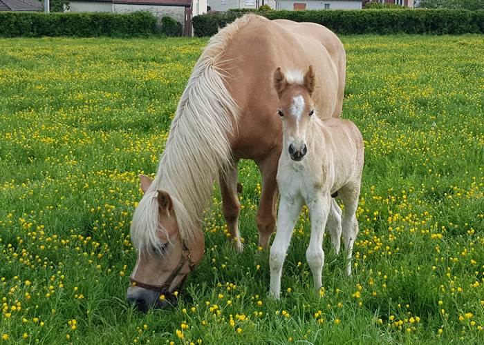 Amande et Lucky-page