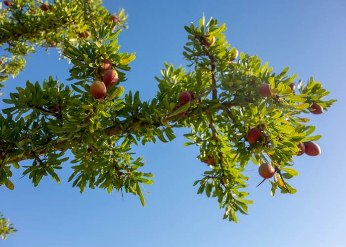 L'Arganier : Un Élixir de Jouvence