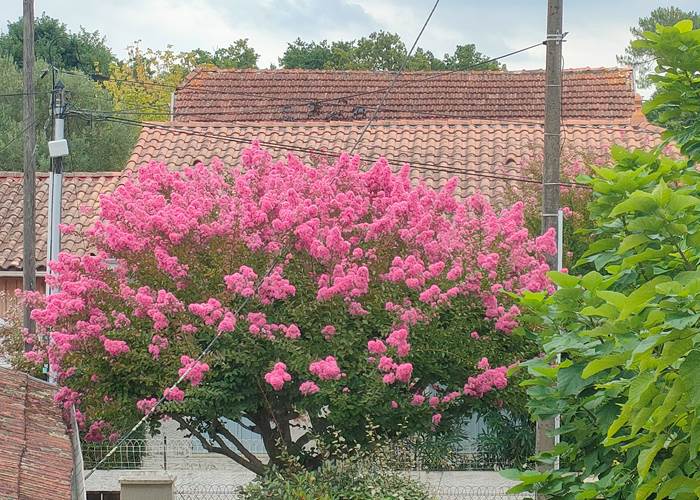 Arbre fleuri dans l’environnement arboré de Locaplage à Taussat