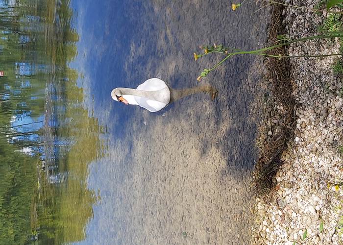 les cygnes sur la charente-page
