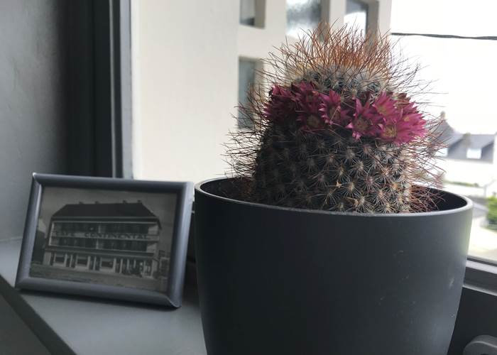 cactus fleuri avec photo du continental