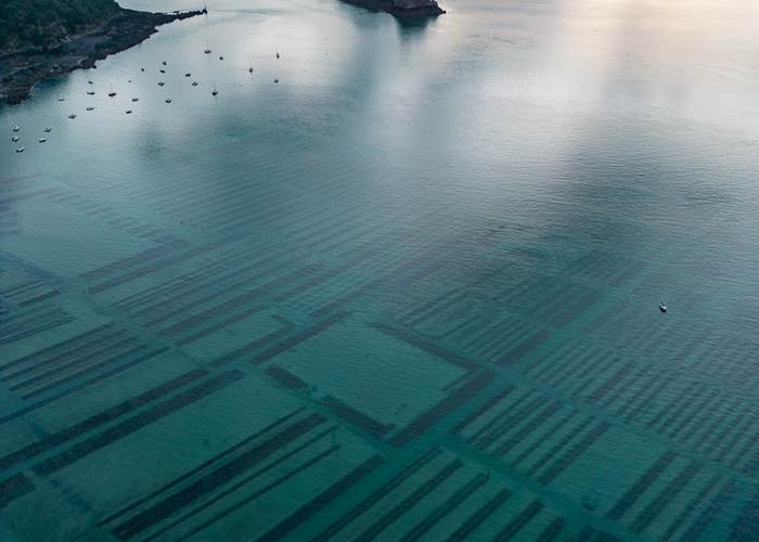 les parcs à huitres à Cancale