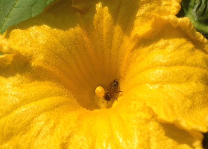 de l'utilité des abeilles et de la pollinisation - préserver l'environnement