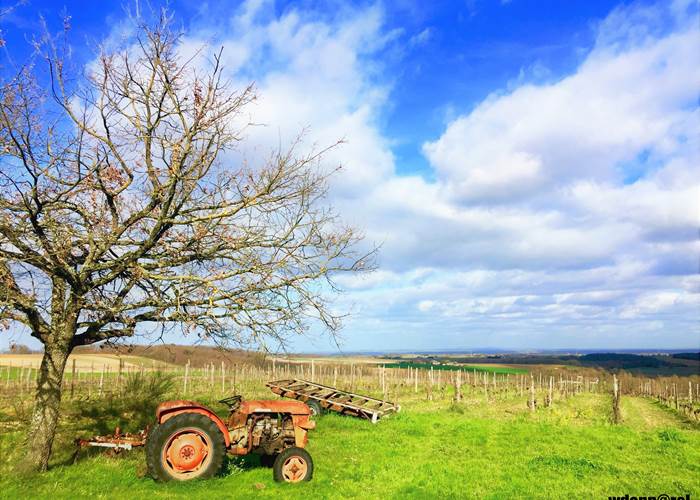 Bouillac - Vignoble du Domaine de la Tucayne