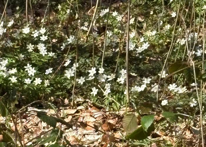 Les bois remplis d'anémones à Thuin