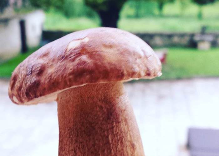 Cuisine des Cèpes