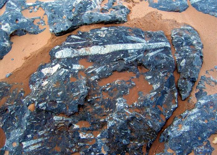 Les fossiles dela région d'Erfoud