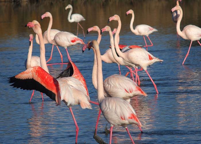 Camargue : flamants roses
