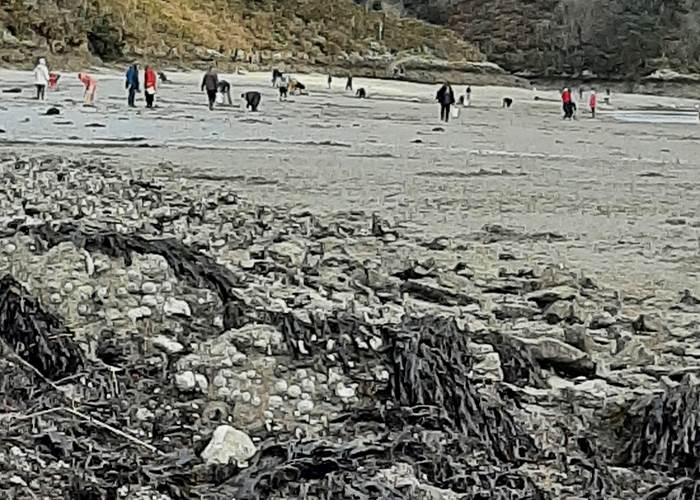 Pêche à pied sur le Bélon Riec sur Bélon