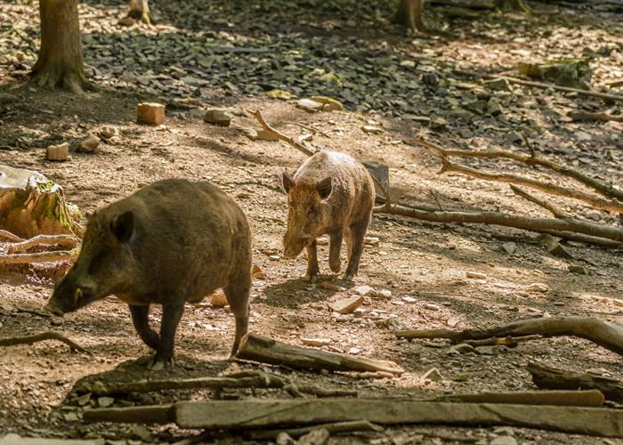 WBT - Jean-Paul Remy - Parc à Gibier de Saint-Hubert