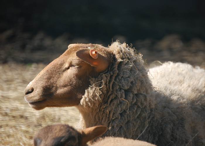 Mouton ardennais