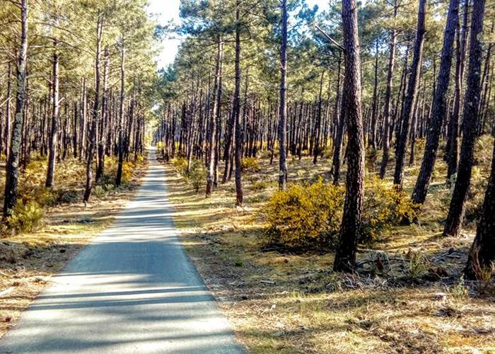 Balade en foret Lanton