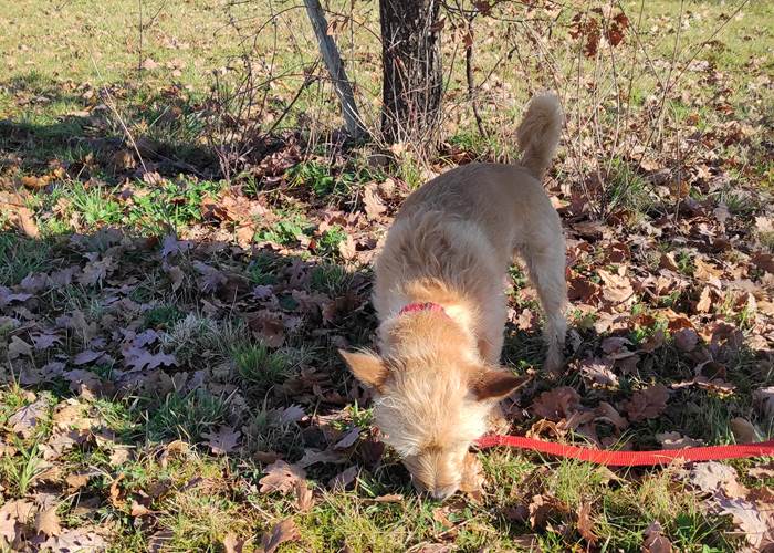 Loulou, chercheur de truffes....-page