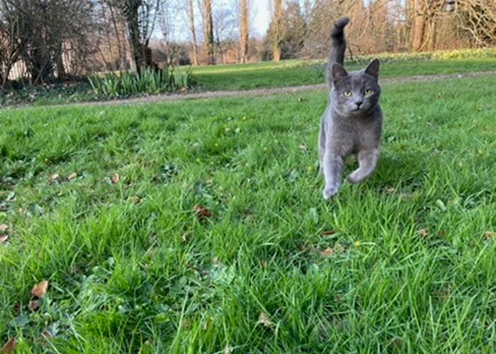Monky le Chat du domaine
