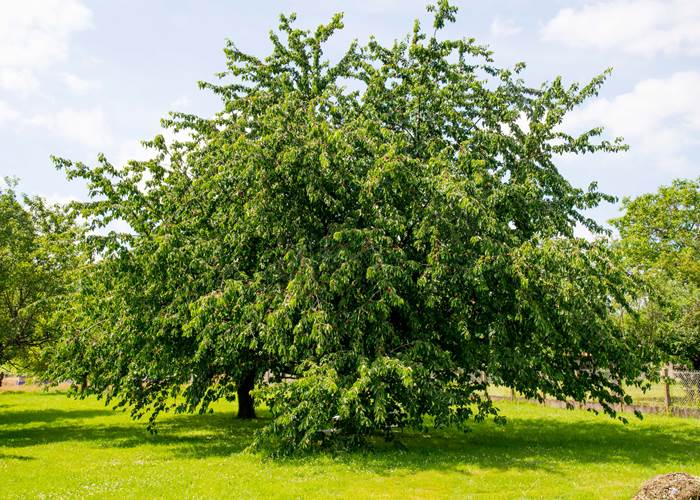 Le Logis d'Azé-page